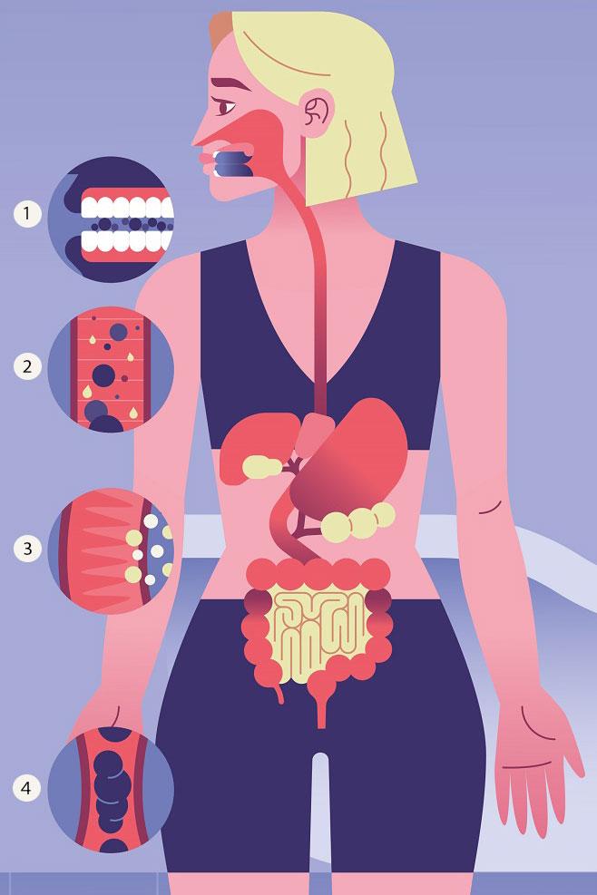  trajet de la digestion