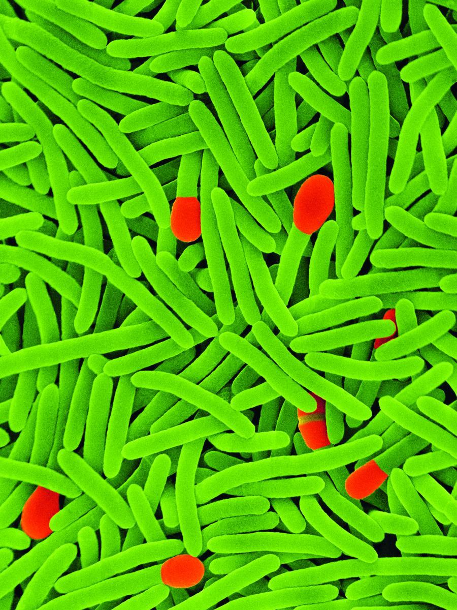 Clostridium