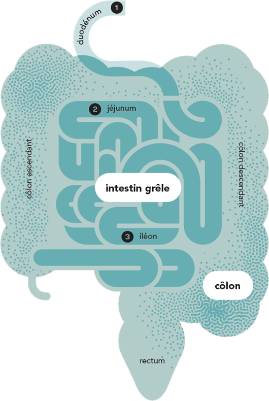 illustration intestin