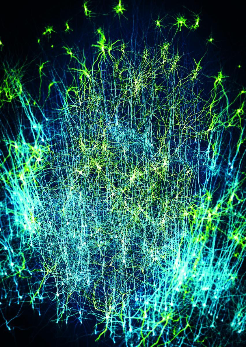 blue brain project
