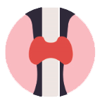 Thymus 