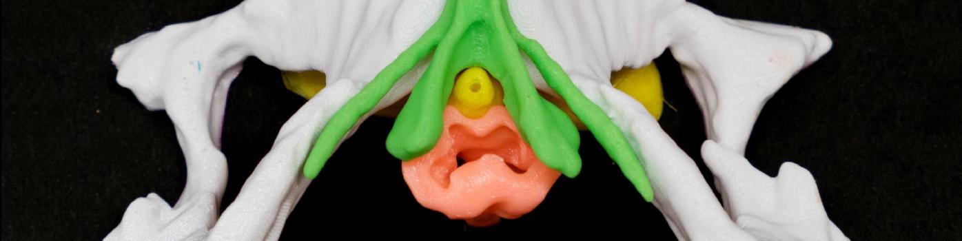 Éducation sexuelle 3D