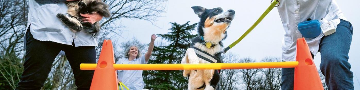 thérapeutes canins